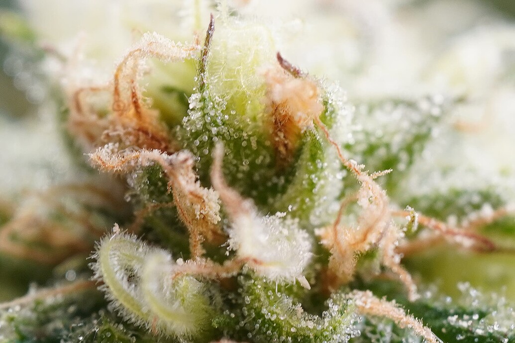 Growreport Bild 3