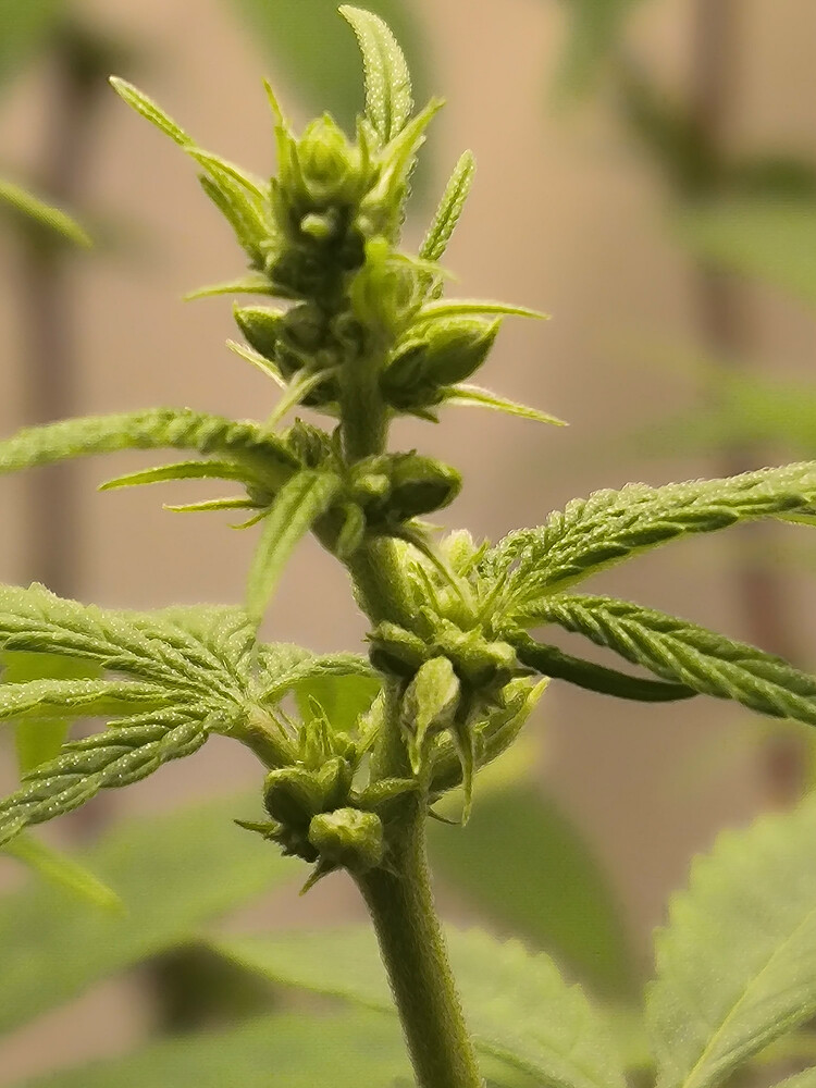 Growreport Bild 4