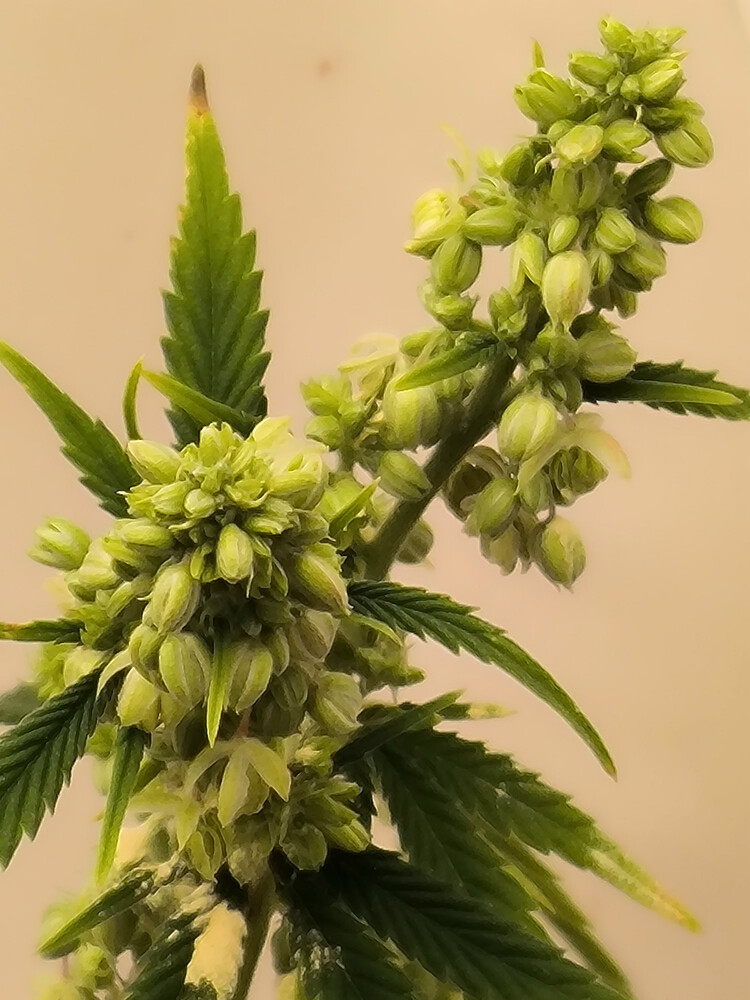 Growreport Bild 12
