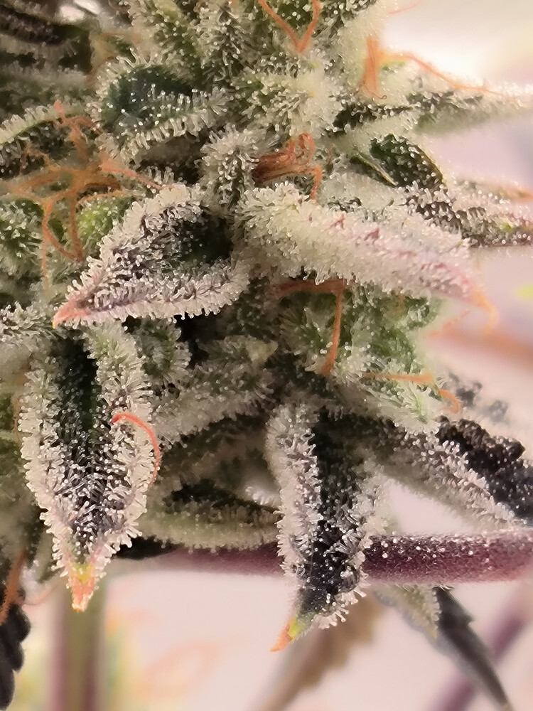 Growreport Bild 9