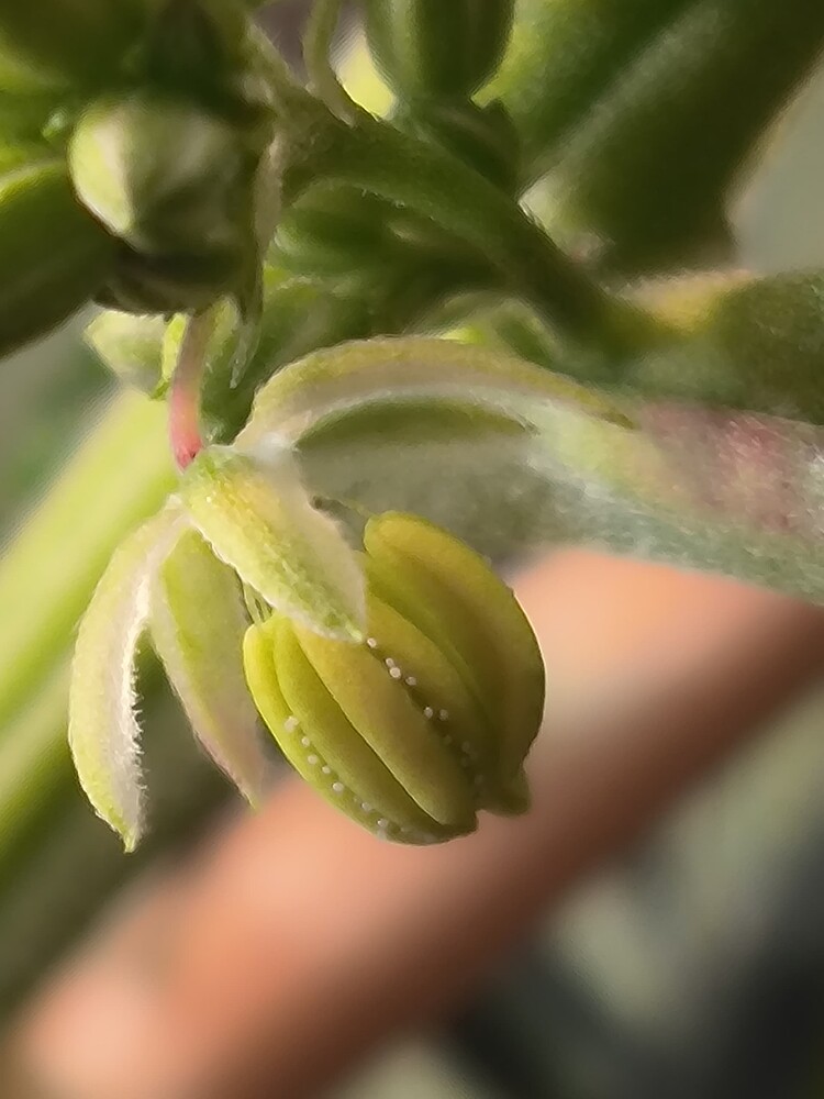 Nahaufnahme eines männlichen Cannabis-Blütenstandes mit Pollensäcken, die Pollen abgeben.