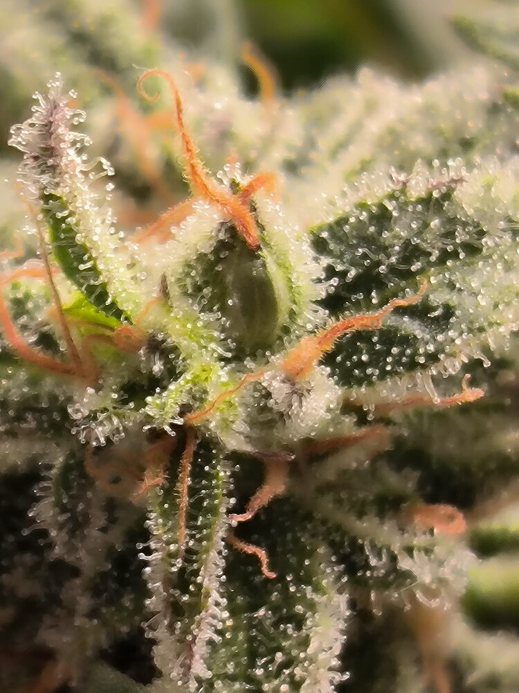 Growreport Bild 2