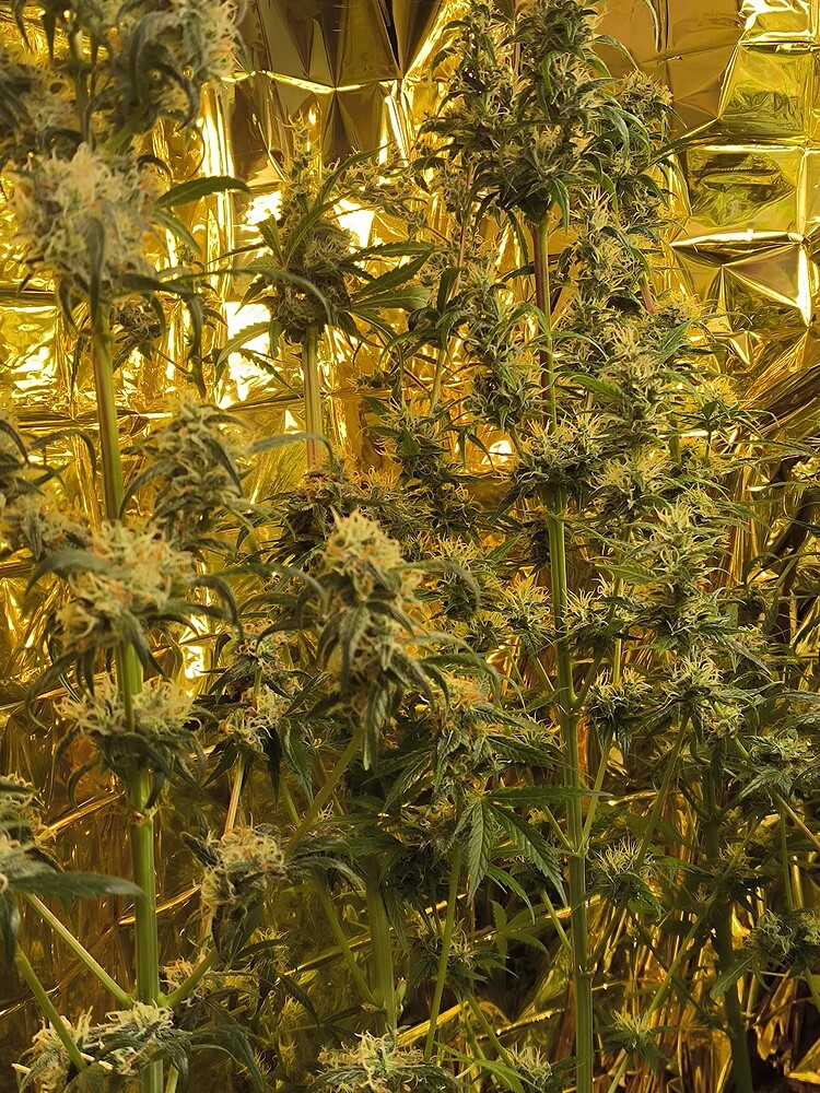 Growreport Bild 6