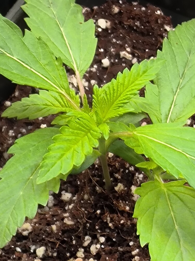 Growreport Bild 5