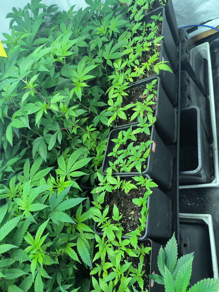 Growreport Bild 8
