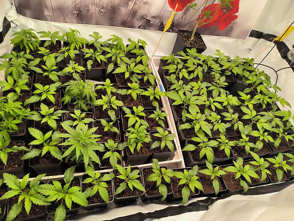 Growreport Bild 21