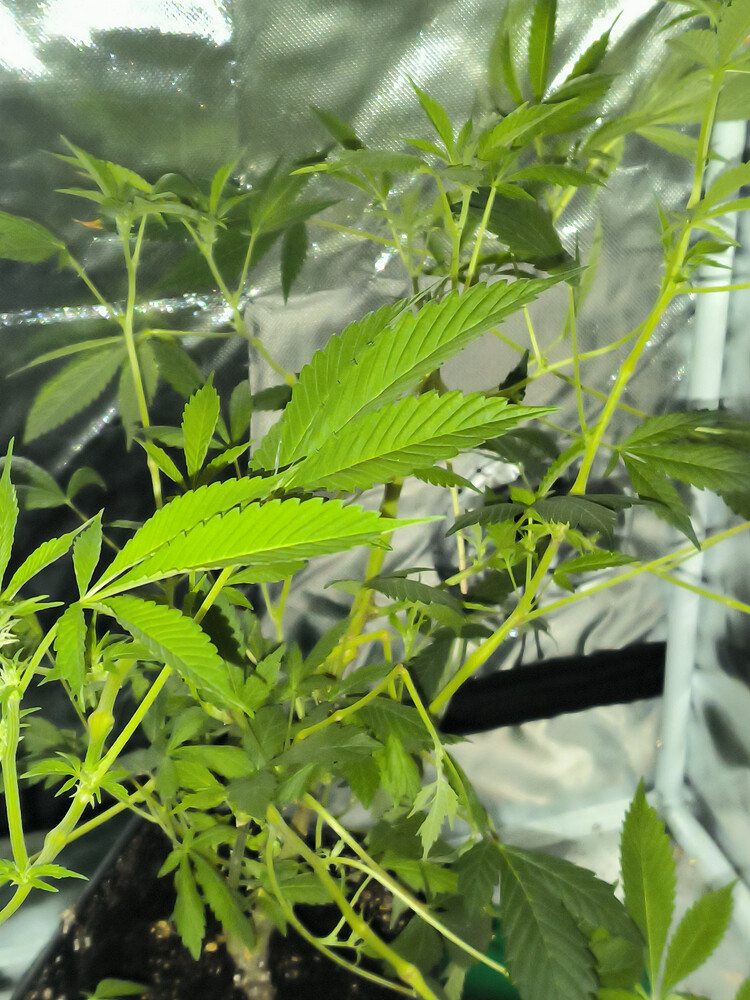 Growreport Bild 7