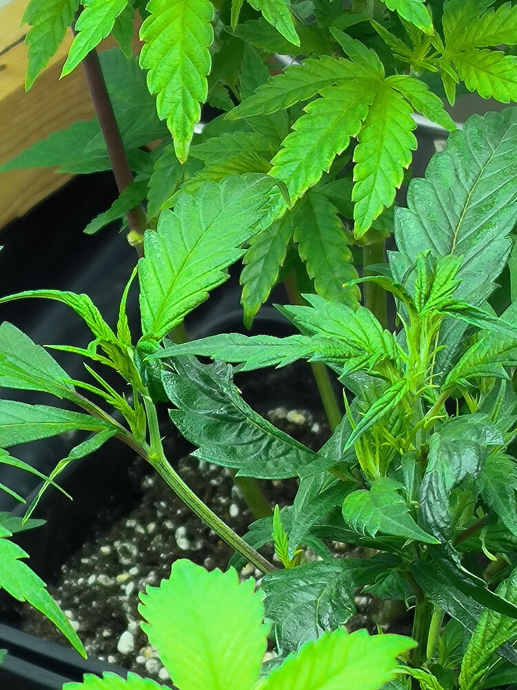 Growreport Bild 6