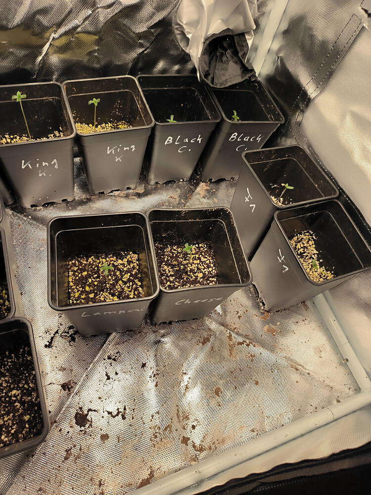 Growreport Bild 3