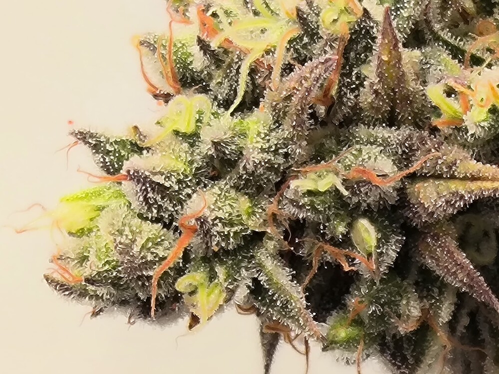 Nahaufnahme eines Cannabis-Buds mit vielen Trichomen und orangefarbenen Stempeln.