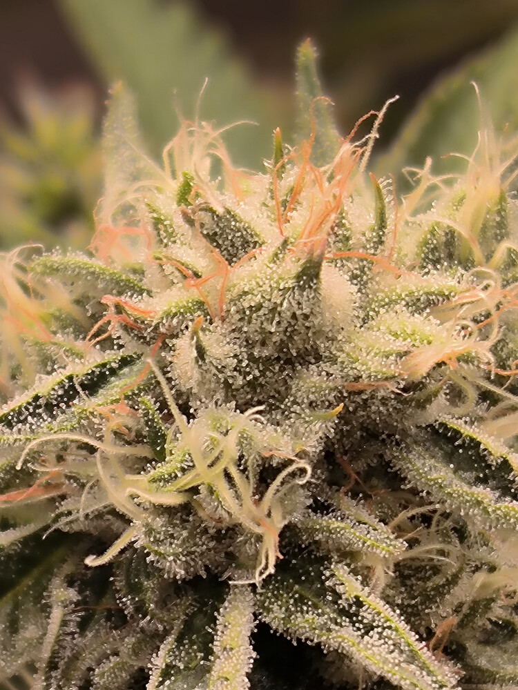 Growreport Bild 7