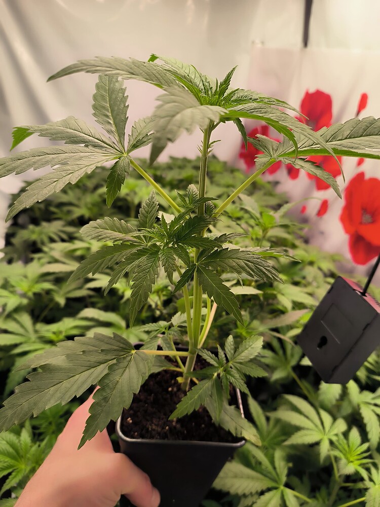 Growreport Bild 20