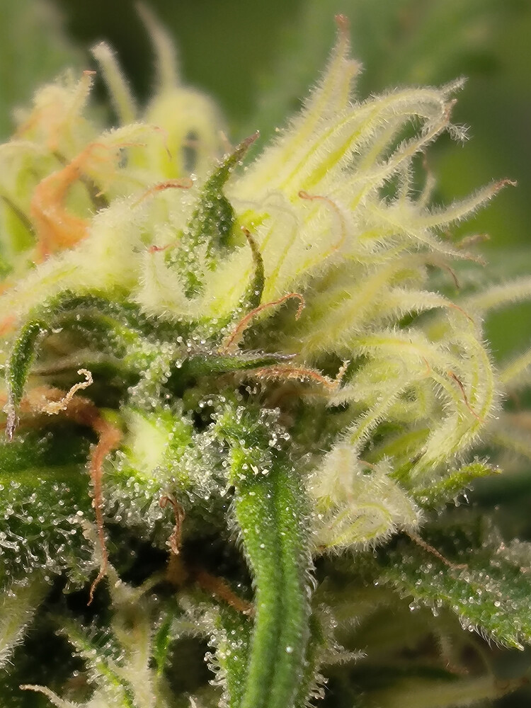 Growreport Bild 3