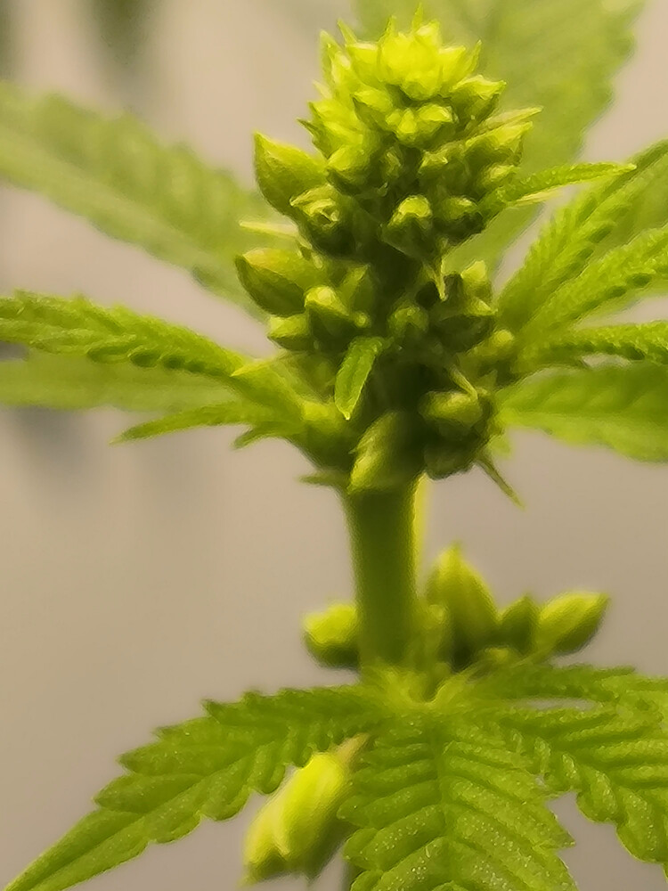 Growreport Bild 1
