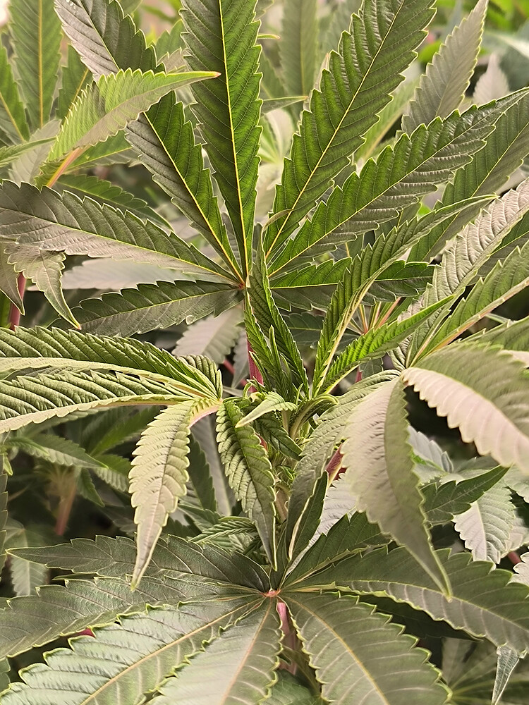 Growreport Bild 16