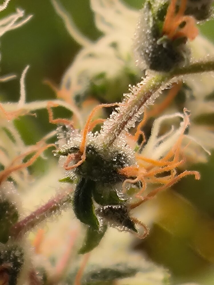 Growreport Bild 3