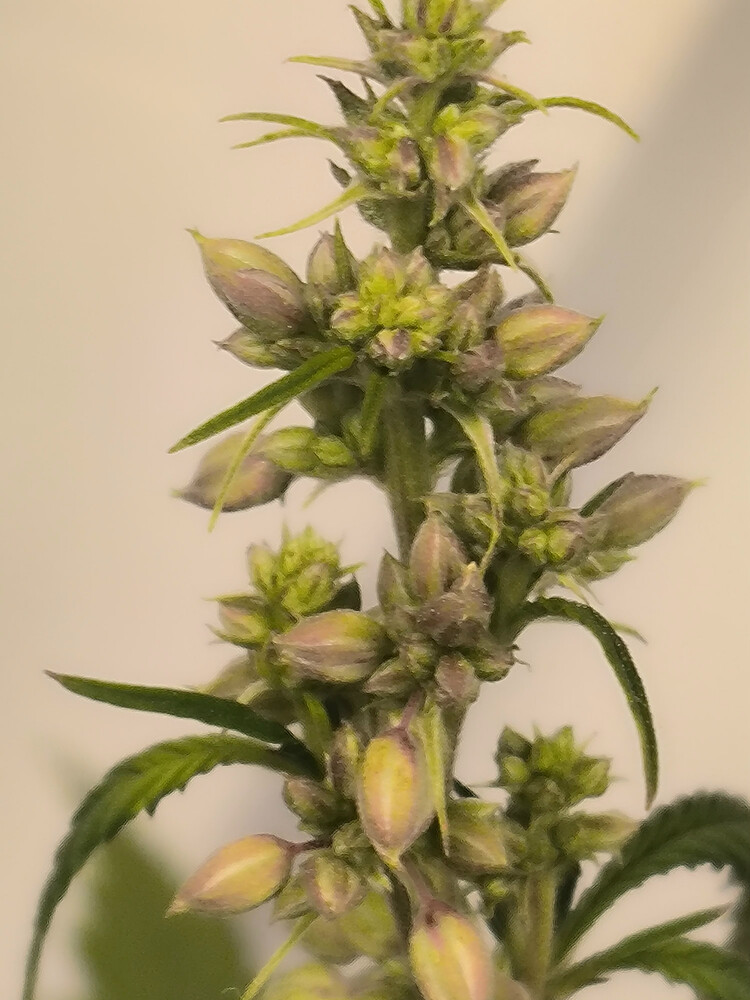 Growreport Bild 3