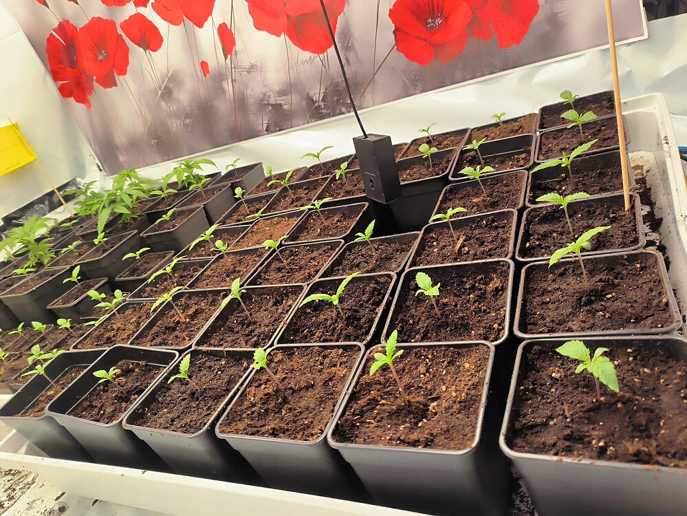 Viele junge Cannabis-Pflanzen in einzelnen Töpfen, die in einer Reihe auf einer weißen Unterlage stehen. Im Hintergrund ist eine Wanddekoration mit roten Mohnblumen zu sehen.