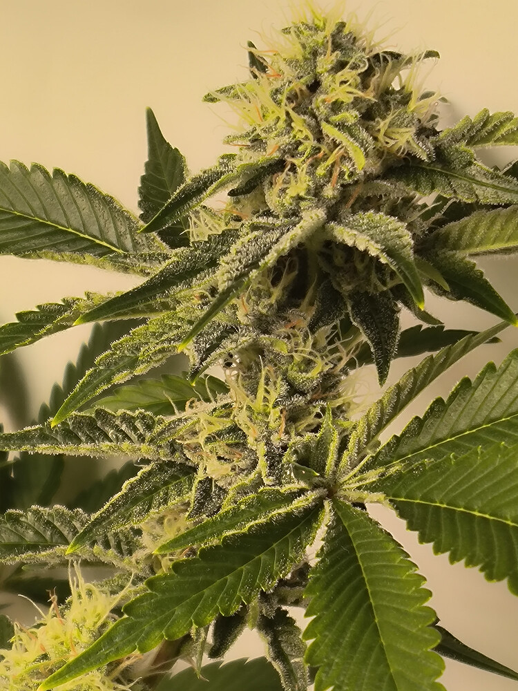 Growreport Bild 15