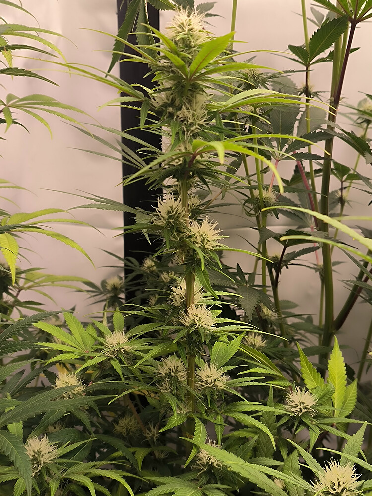 Growreport Bild 78