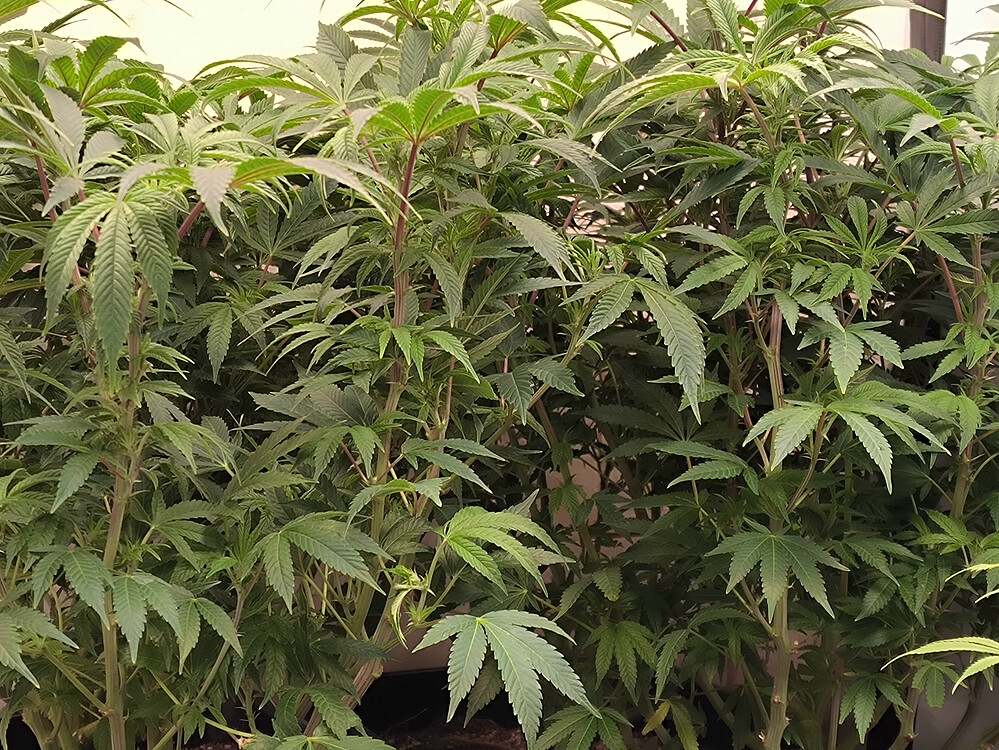 Growreport Bild 3