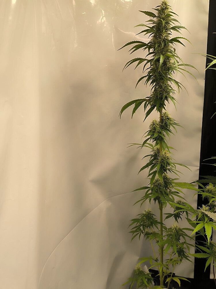 Growreport Bild 90