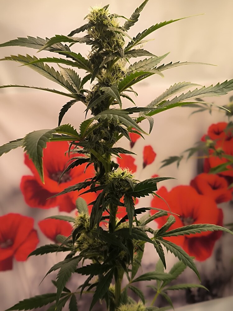 Growreport Bild 2