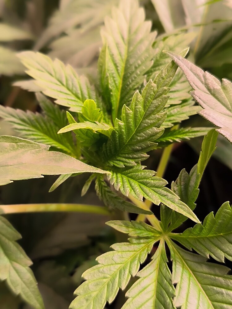 Nahaufnahme einer jungen Cannabis-Pflanze im Wuchsstadium, mit mehreren grünen Blättern und neuen Trieben, die sich nach oben entwickeln.