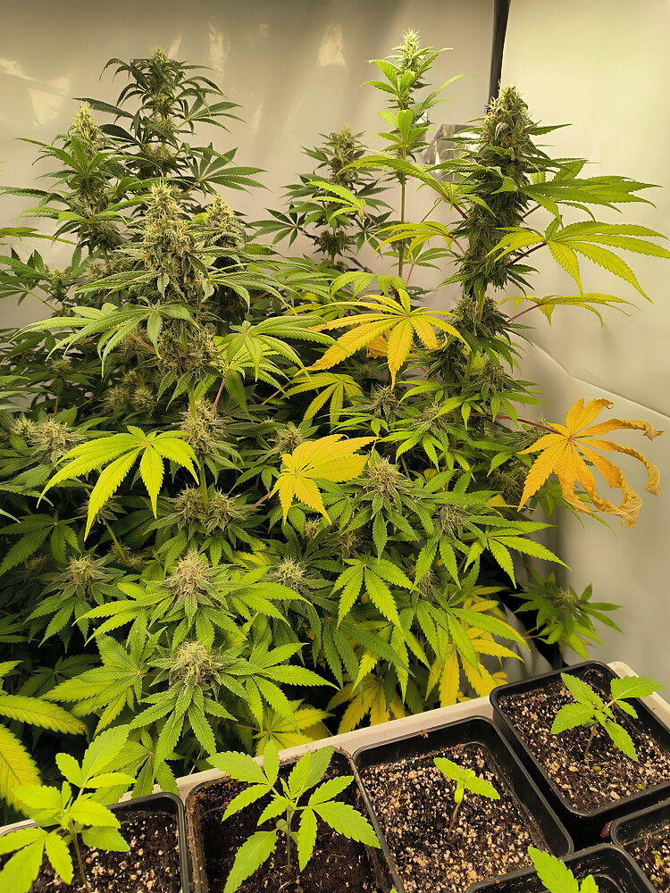 Growreport Bild 10