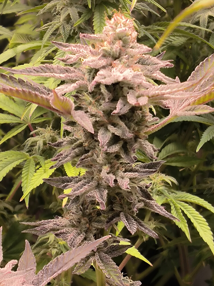 Growreport Bild 9