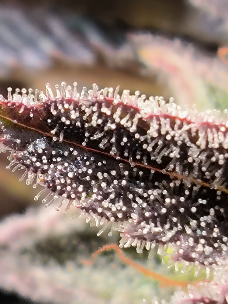 Growreport Bild 8