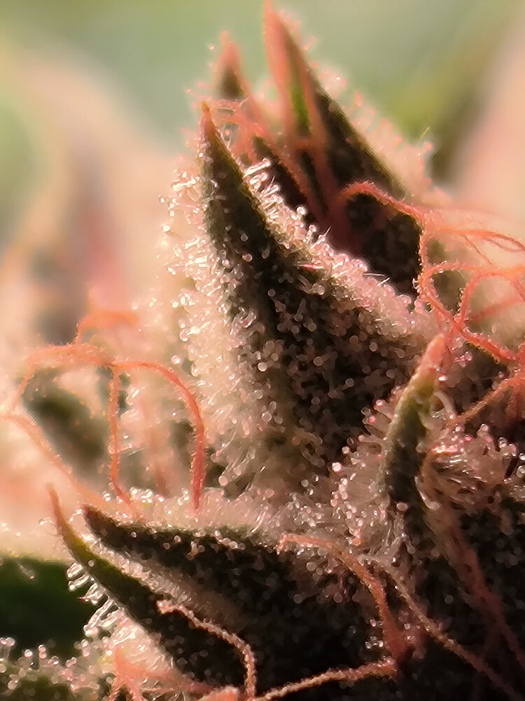 Growreport Bild 2