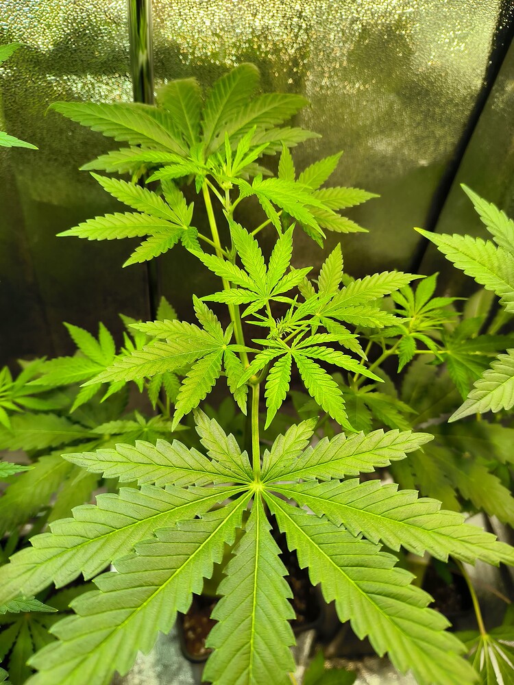 Eine junge Cannabis-Pflanze in der Wachstumsphase, mit mehreren Verzweigungen und großen, gezackten Blättern, die in einem Zelt wächst.