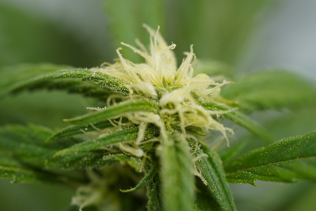 Growreport Bild 6