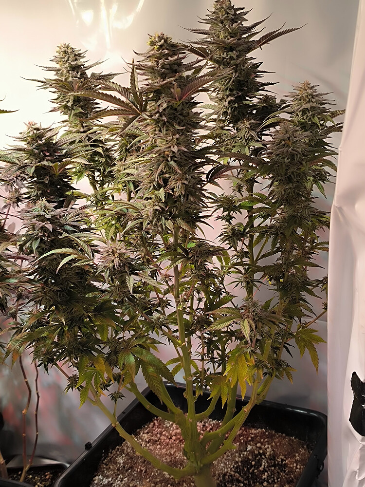 Growreport Bild 19