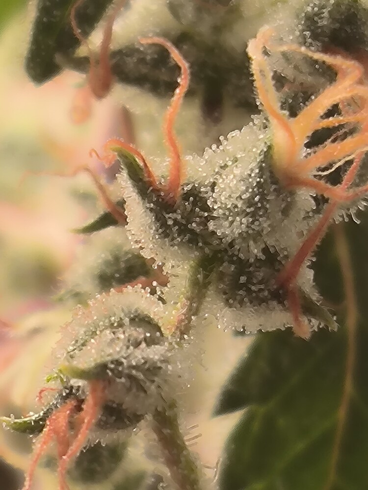 Growreport Bild 4