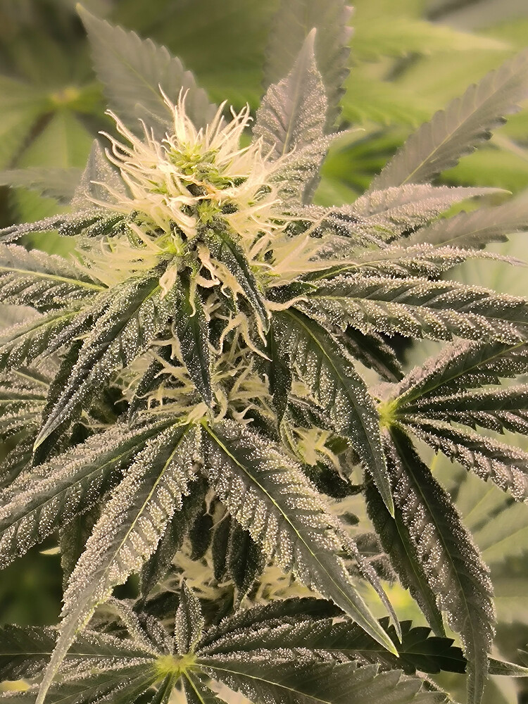 Eine Cannabis-Pflanze in der Blütephase, mit dichtem Trichom-Besatz auf den Blättern und Blütenkelchen.