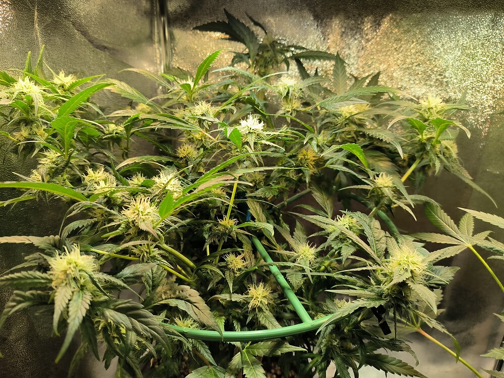 Eine blühende Cannabispflanze mit mehreren Blütenständen, die von einem grünen Stützgitter gehalten werden, in einer Growbox.