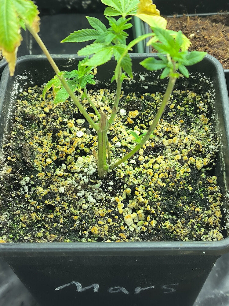 Growreport Bild 37