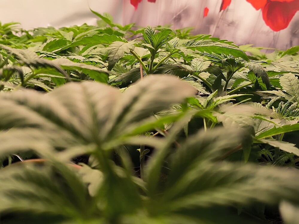 Mehrere junge Cannabis-Pflanzen in der Wachstumsphase, mit vielen grünen Blättern und Stängeln, im Vordergrund unscharf, im Hintergrund eine Wanddekoration mit roten Mohnblumen.