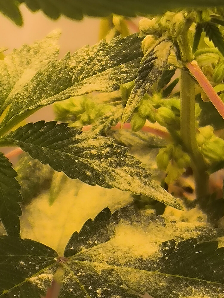 Growreport Bild 13