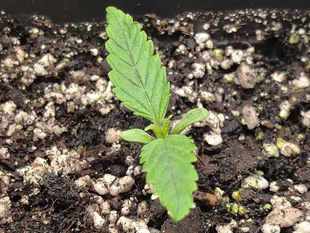 Eine junge Cannabis-Pflanze im Sämlingsstadium, die aus Erde wächst. Die Pflanze hat bereits zwei Keimblätter und ein erstes Paar echter Blätter entwickelt.