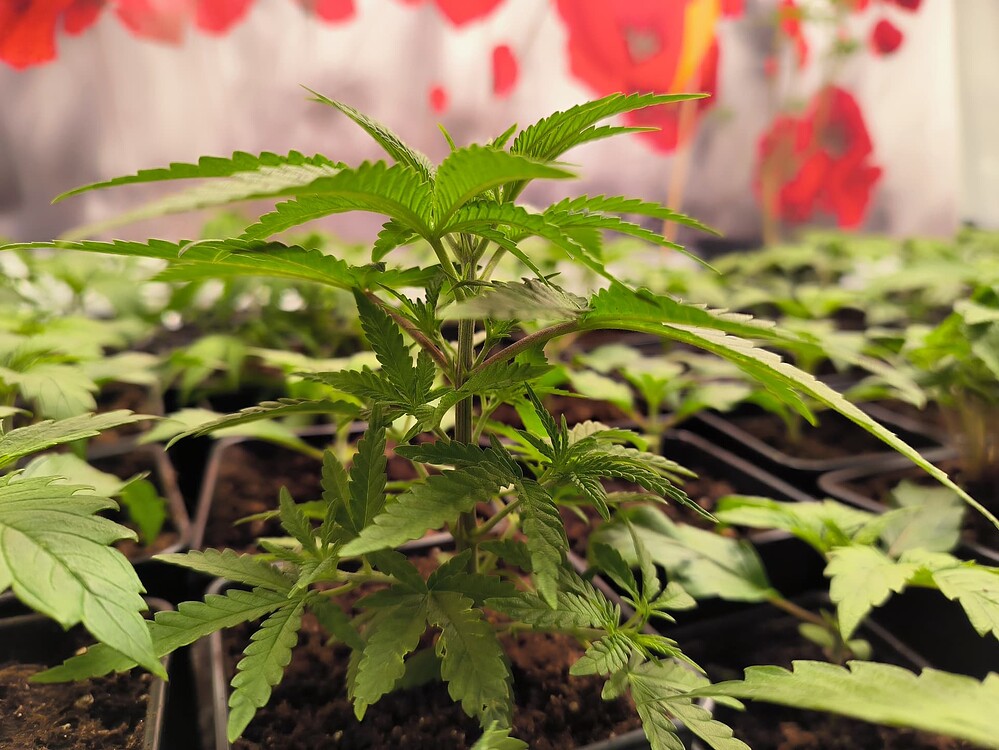 Growreport Bild 24