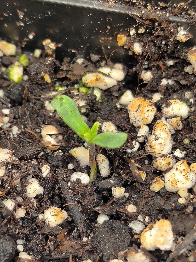Growreport Bild 2