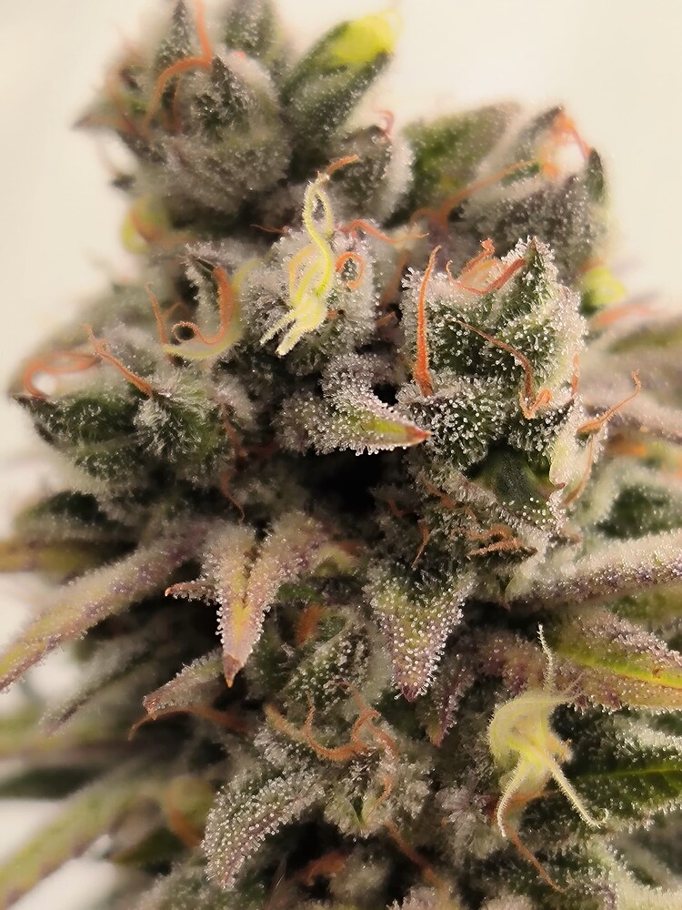 Nahaufnahme eines Cannabis-Buds mit vielen Trichomen und orangefarbenen Stempeln.