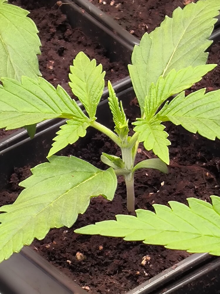 Growreport Bild 19