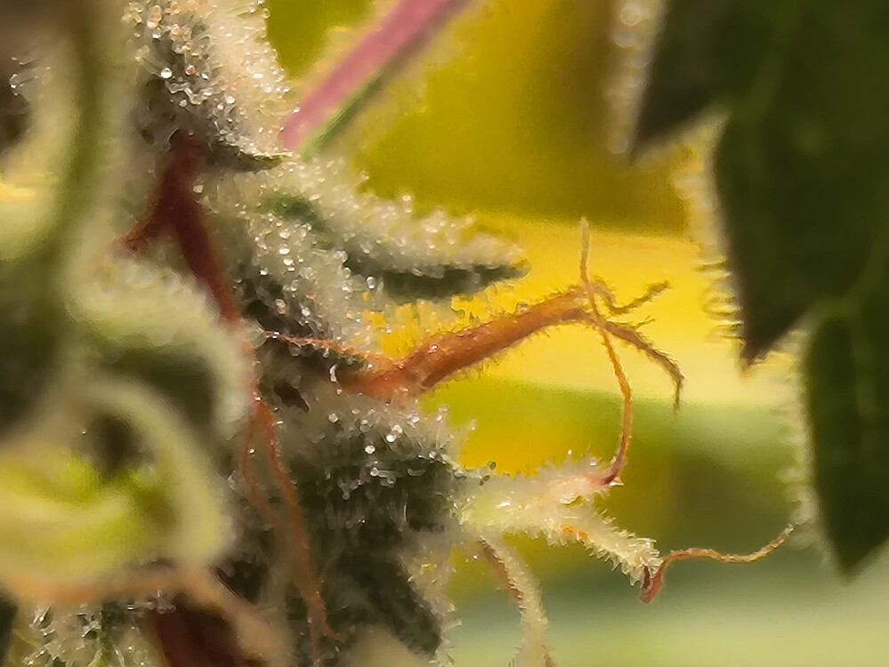 Growreport Bild 7