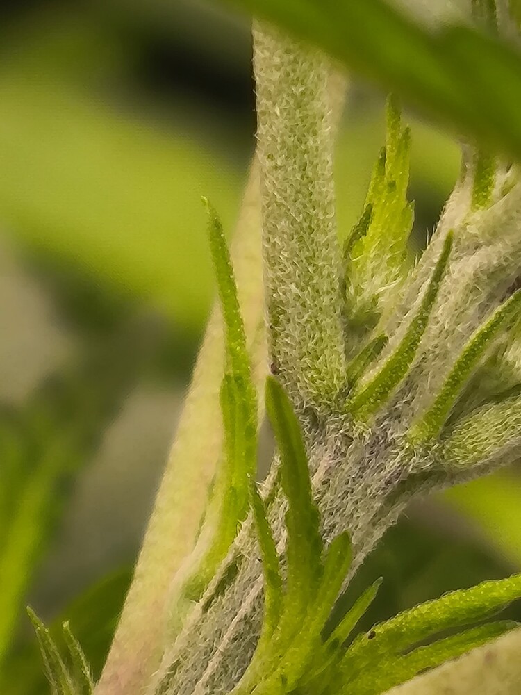 Nahaufnahme eines Cannabis-Stiels mit beginnenden Blütenansätzen und Trichomen, umgeben von grünen Blättern.