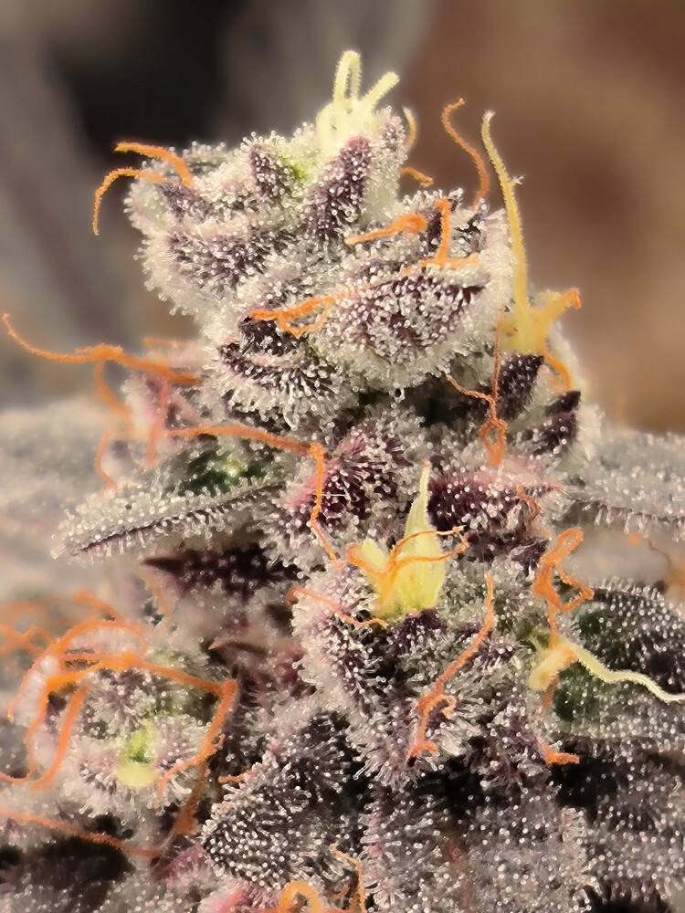 Growreport Bild 22