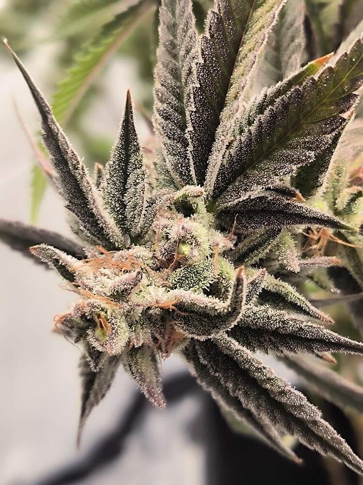 Nahaufnahme eines Cannabis-Buds mit vielen Trichomen und einigen violetten Akzenten.
